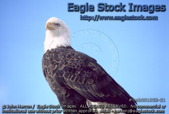 bald eagle pictures [beb091032-21] bust of.  American eagle looking down from mountain.  Taken of free wild bird.